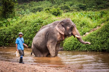 Banyo elefant fil, Khao Sok Tapınak, Tayland