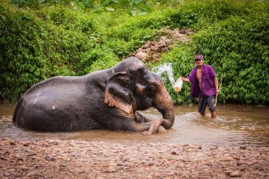 Banyo elefant fil, Khao Sok Tapınak, Tayland