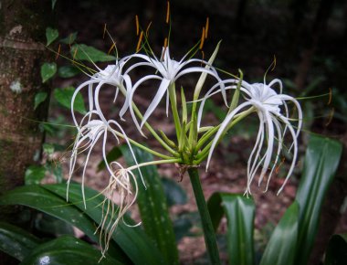 Hymenocallis çiçekler Khao Sok sanctu yağmur ormanlarında beyaz