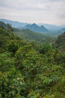 Manzara tropik yağmur ormanı Khao Sok Sanctuary, Thailan