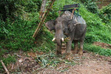 Yağmur ormanı Khao Sok kutsal alan, Tayland çim yeme Elefant