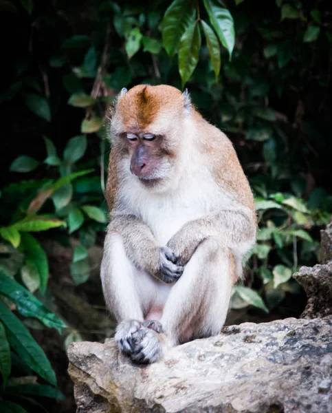 Mono en la selva tropical del santuario de Khao Sok, Tailandia — Foto de Stock