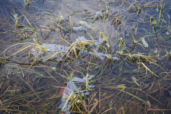 Тонкий прозрачный слой льда на поверхности воды — стоковое фото