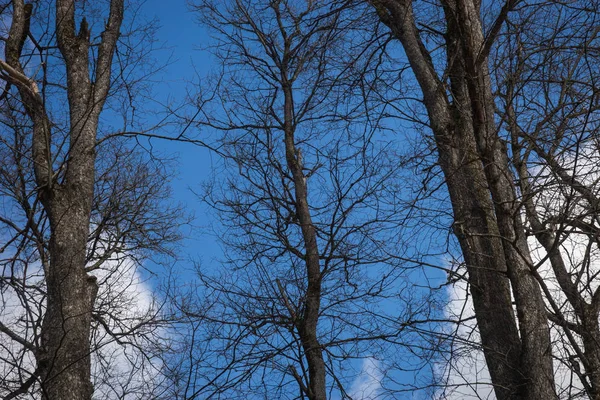 Rami di alberi scuri sullo sfondo di cielo blu e bianco — Foto Stock