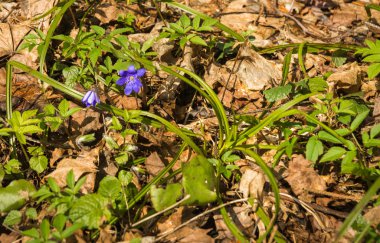 Görünüm genç mavi bahar çiçek altından geçen yılki d