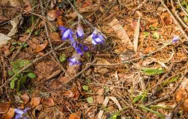 Görünüm genç mavi bahar çiçek altından geçen yılki d