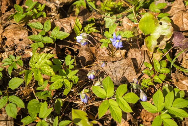 Appearence of young blue spring flowers from under last year`s d — Stock Photo, Image