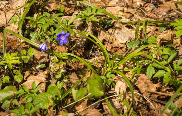 Appearence of young blue spring flowers from under last year`s d — Stock Photo, Image