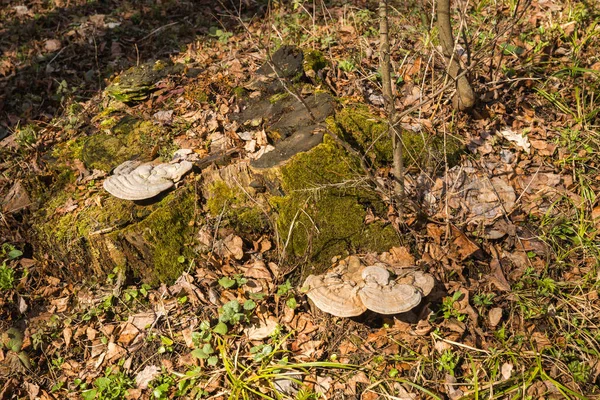 Великий пень покритий дерев'яними грибами і мохом — стокове фото