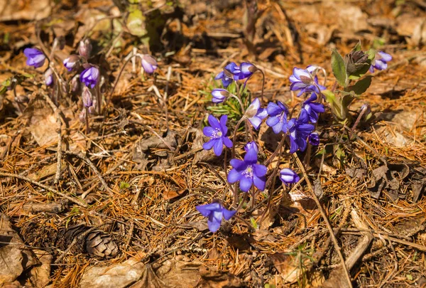 Aparecimento de jovens flores de primavera azul de baixo d do ano passado — Fotografia de Stock