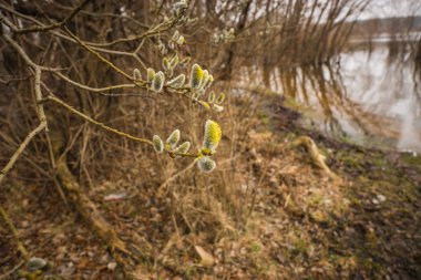 Bahar taze bulanık tomurcukları ile kedi-söğüt ağacının dalını