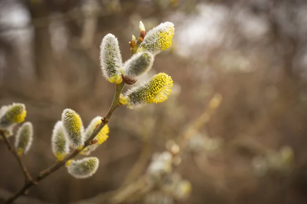 İlkbaharda taze bulanık tomurcukları ile kedi-söğüt ağacının dalını — Stok fotoğraf