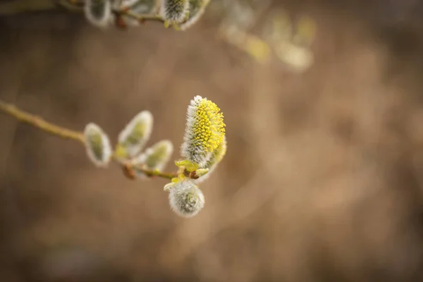 Ein Zweig der Weide mit frischen, unscharfen Knospen im Frühling — Stockfoto