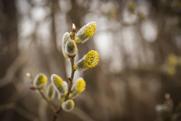 Ein Zweig der Weide mit frischen, unscharfen Knospen im Frühling — Stockfoto