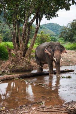 Elefant yağmur ormanı Khao Sok Tapınak, Tayland nehre geçiş