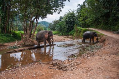 Nehrin yağmur ormanı Khao Sok kutsal, Tayland crossin Elefants