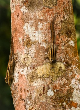 Burnese çizgili sincap ağaç baş aşağı, Khao Sok, Tayland oturan