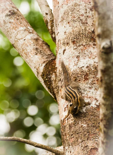 Ardilla de rayas birmanas sentada en la cabeza de un árbol, Khao Sok, Tailandia — Foto de Stock