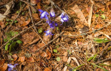 Görünüm genç mavi bahar çiçek altından geçen yılki kuru yapraklar