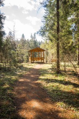 Gölgelerin içinden oyuk için önde gelen ağaçlar ile ahşap yolu 