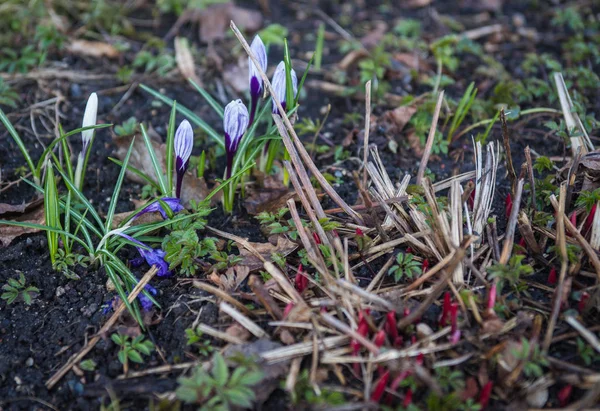 Vários ainda não abriu crocos na primavera — Fotografia de Stock