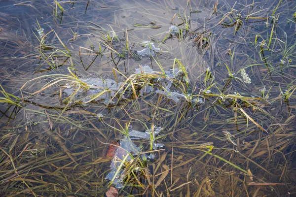 Thin transparent figurate layer of ice on water surface — Stock Photo, Image