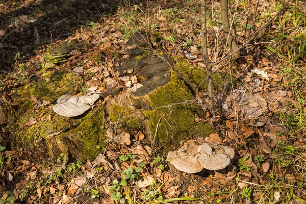 En stor stubbe täckt med trä svamp och mossa — Stockfoto