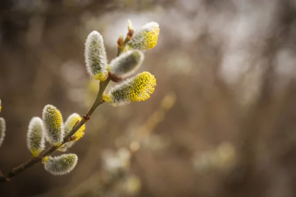 Ein Zweig der Muschi-Weide mit frischen, unscharfen Knospen im Frühling — Stockfoto