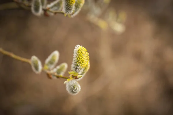 Ein Zweig der Muschi-Weide mit frischen, unscharfen Knospen im Frühling — Stockfoto