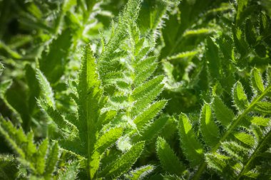 Bahar bitkiler, Palekh, Vladimir Bölgesi, Rusya Federasyonu