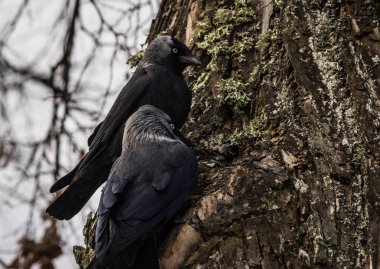 İki jackdows bir oyuk çam ağacında için mücadele