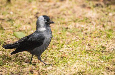 İlkbaharda bir çayır üzerinde yürüyen bir jackdow