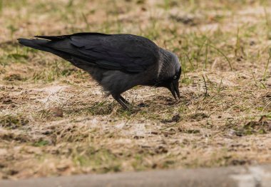 İlkbaharda bir çayır üzerinde yürüyen bir jackdow