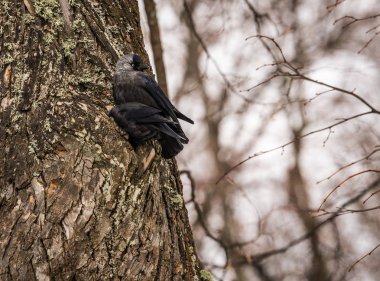 İki jackdows bir oyuk çam ağacında için mücadele