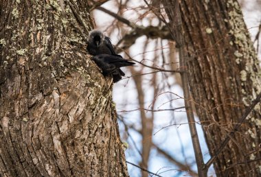 İki jackdows bir oyuk çam ağacında için mücadele