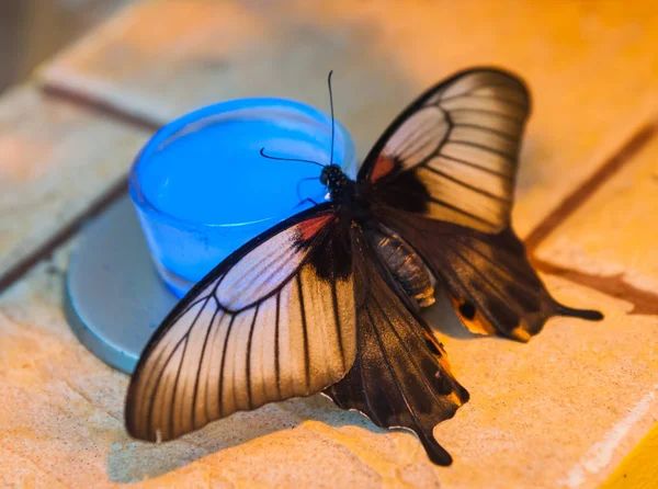 Mariposa y el néctar azul —  Fotos de Stock