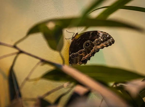 Hermosa mariposa tropical en su hábitat natural —  Fotos de Stock