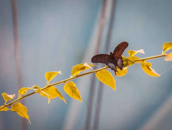 Bela borboleta tropical em seu habitat natural — Fotografia de Stock