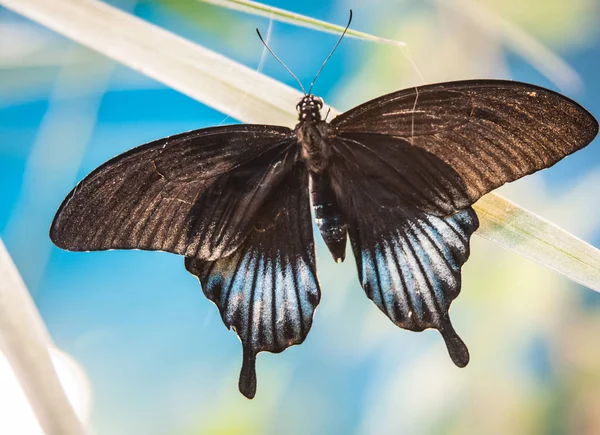 Hermosa mariposa tropical en su hábitat natural — Foto de Stock