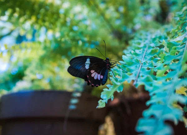 Hermosa mariposa tropical en su hábitat natural —  Fotos de Stock