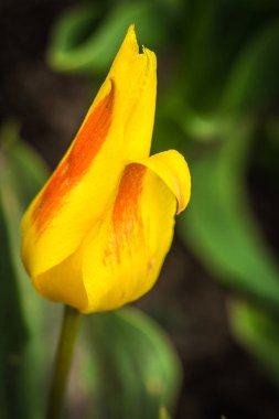 Yarı-açık tomurcuğu Moskova yakınlarındaki bir bahçede bir taze sarı lale