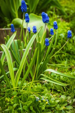 Taze taze çiçek kaz soğan Moskova yakınlarındaki bahçesinde