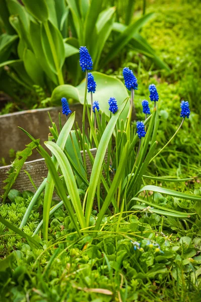 Färsk blomma gås vårlök i trädgården nära Moskva — Stockfoto