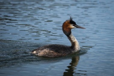 Büyük tepeli batağan Prespa Gölü, Yunanistan
