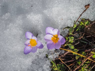 Taze menekşe çiğdem karda erime, Yunanistan