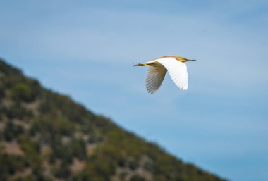 Sarı Heron Prespa Gölü, Yunanistan