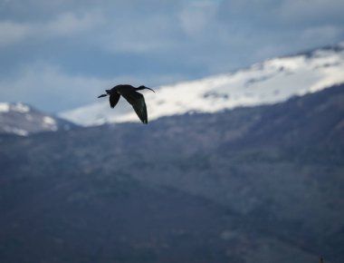 Ibis Prespa Gölü, Yunanistan