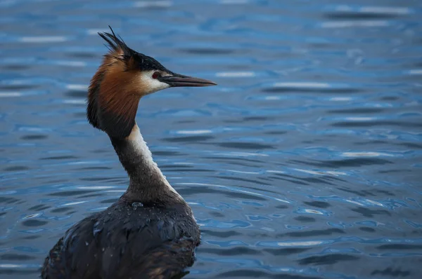 Μεγάλη λοφιοφόρη Grebe στη λίμνη Πρεσπών, Ελλάδα — Φωτογραφία Αρχείου