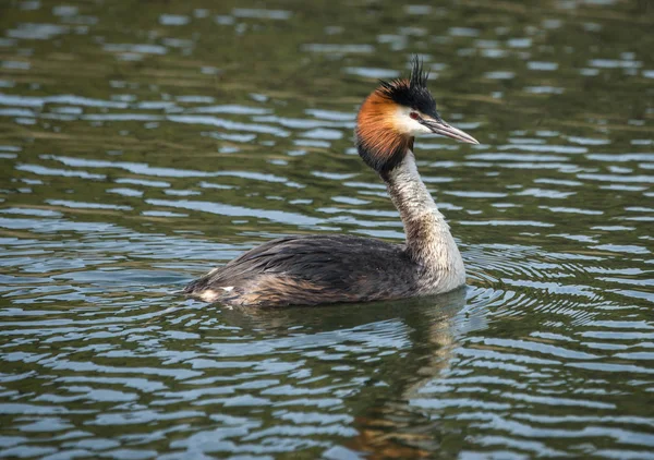 Gran cresta Grebe en el lago Prespa, Grecia —  Fotos de Stock