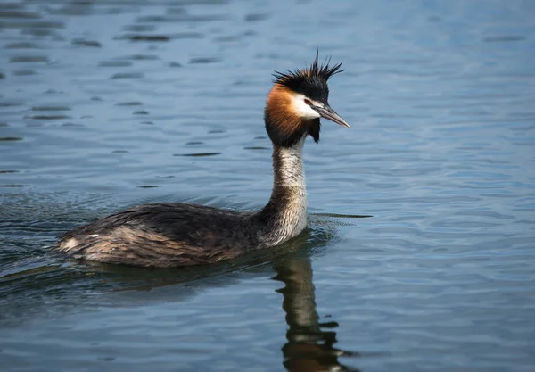 Μεγάλη λοφιοφόρη Grebe στη λίμνη Πρεσπών, Ελλάδα — Φωτογραφία Αρχείου